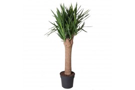 Yucca Vertakt op stam