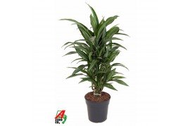 Dracaena fragr. der. ulises Dracaena Ulises vertakt P21,1 pp,1 pp,1 pp