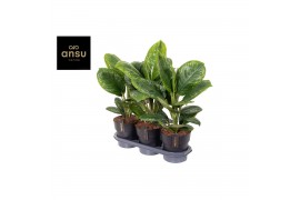 Aglaonema onyx green