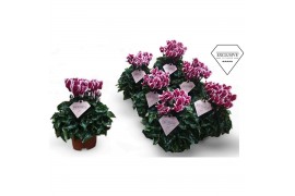 Cyclamen kleinbloemig Cyclamen Exclusive® Odora 20 cm diameter tweekle