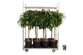 Kamerplanten mixkar Mix CC - Ficus op stam p32