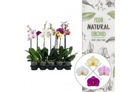 Phalaenopsis mix 1 tak 6+