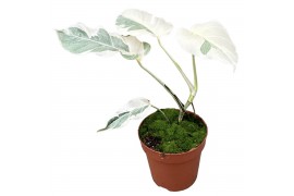 Monstera white ghost