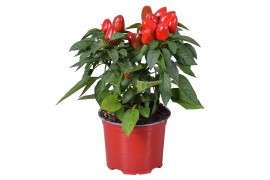 Capsicum samba red