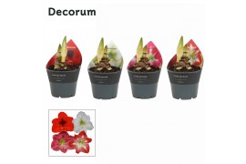 Hippeastrum Mix 2 Knop extra op pot (Decorum)