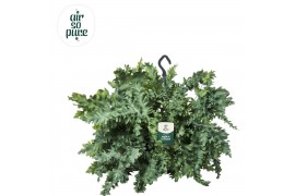 Phlebodium aureum davana Air So Pure, Hangpot