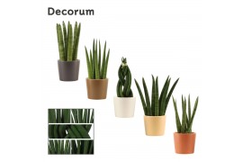 Sansevieria cylindrica mix decorum in manuela stone touch