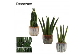 Sansevieria cylindrica mix decorum in rio deco