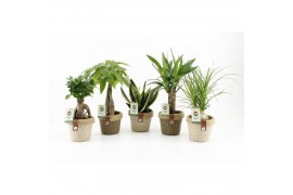 Kamerplanten mix easy to care in noah deluxe