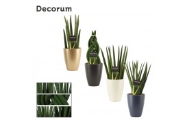 Sansevieria cylindrica mix in carly neo architect decorum