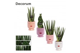 Sansevieria cylindrica mix in dua lipa party love decorum