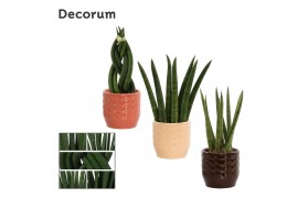 Sansevieria cylindrica mix decorum in sanne nature love