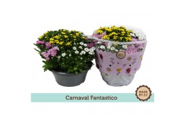 Chrysanthemum ind. mix Carnaval Fantastico