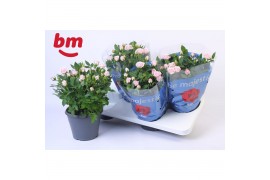 Rosa baby jewel roze - patio