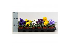 Viola colossus f1 formula Viola F1 mix in tray