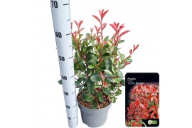 Photinia x fraseri carré rouge