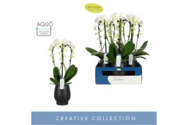 Phalaenopsis wit 3 tak fontano bellagio in black abruzzo aquo