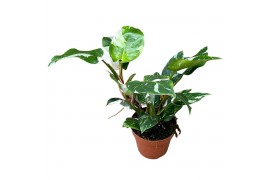 Philodendron white princess