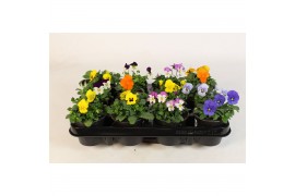 Viola cornuta mix Viola Cornuta mix in tray 12