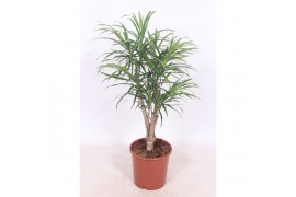 Dracaena reflexa anita