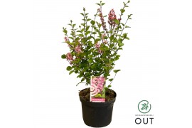 Syringa meyeri little rosie Syringa mey. Little Rosie 40-50 C3 4 tak/p