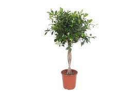 Ficus nitida gevlochten stam