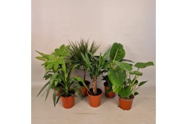 Kamerplanten mix in showdoos Kamerplanten "mix" 17cm 2 pp