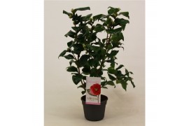 Camelia japonica dr king