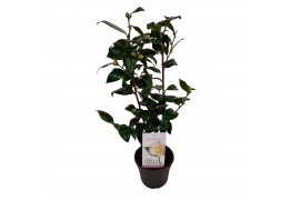 Camellia japonica brushfields yellow