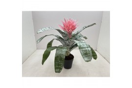 Aechmea primera L