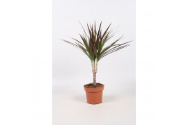 Dracaena marg. magenta 1pp - Enkele stam