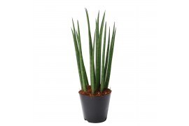 Sansevieria cylindrica bacularis