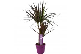 Dracaena marg. magenta 2pp - 30-15 - MoreLips