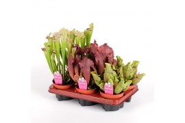 Sarracenia mix