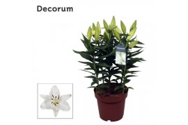 Lilium oriental oxygen Lilium Oriental Oxygen 19cm