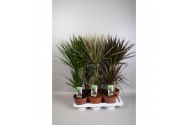 Dracaena mix 2pp - 30-15 - Mixtray