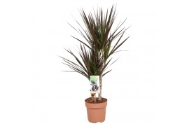 Dracaena marg. magenta 2pp - 30-15