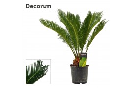 Cycas revoluta decorum