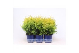 Thuja occ. golden globe