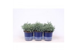 Chamaecyparis pisifera baby blue