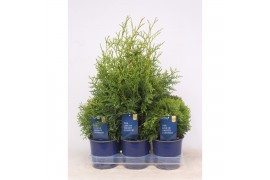 Thuja occidentalis mix