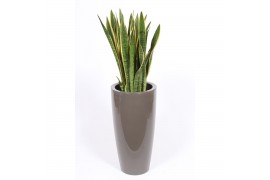 Sansevieria trifasciata laurentii in santorini pot taupe