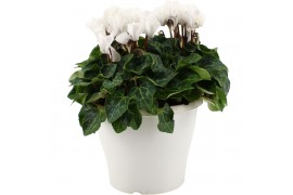 Cyclamen persicum ss verano mix Cyclamen gemengd in 19 cm terraspot to