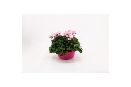 Cyclamen persicum ss verano mix Cyclaam roze in schaal 19 cm 20 cm dia