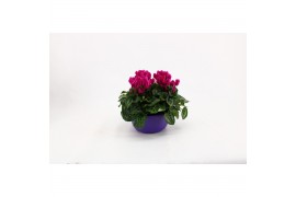 Cyclamen persicum ss verano mix Cyclaam paars in schaal 19 cm 20 cm di