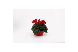 Cyclamen persicum ss verano mix Cyclaam rood in schaal 19 cm 20 cm dia