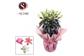 Lilium oriental Roselily Pink RONDELLA