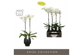 Phalaenopsis wit bijoux crystal 2 tak in abruzzo black aquo