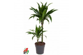 Dracaena fragr. janet craig 45-15