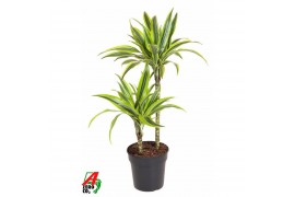 Dracaena fragr. der. lemon lime 45-15